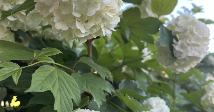 Blomma.jpg